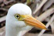 Intermediate Egret (Ardea intermedia)